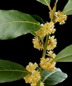 Bay Leaf Live Plant - Sweet Bay Tree Starter, 6-8 Inch Tall, 3 Inch Pot - Image 3