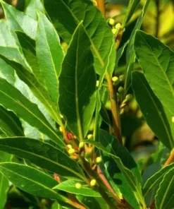 Bay Leaf Live Plant - Sweet Bay Tree Starter, 6-8 Inch Tall, 3 Inch Pot - Image 4
