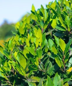 Bay Leaf Live Plant - Sweet Bay Tree Starter, 6-8 Inch Tall, 3 Inch Pot - Image 5