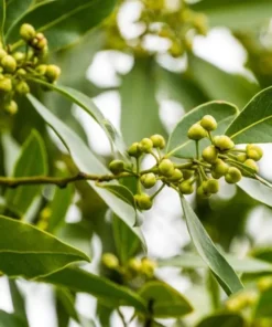 Bay Leaf Live Plant - Sweet Bay Tree Starter, 6-8 Inch Tall, 3 Inch Pot - Image 7