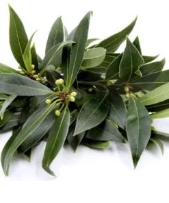 Bay Leaf Live Plant - Sweet Bay Tree Starter, 6-8 Inch Tall, 3 Inch Pot - Image 8