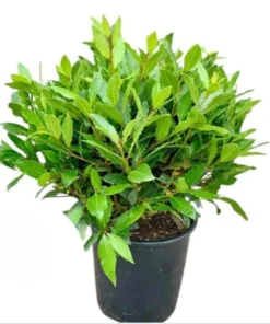 Bay Leaf Live Plant - Sweet Bay Tree Starter, 6-8 Inch Tall, 3 Inch Pot - Image 1