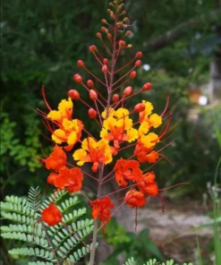 Bird of Paradise Live Plant - Red Flower Starter, 4-8 Inch Tall, 4 Inch Pot - Image 2