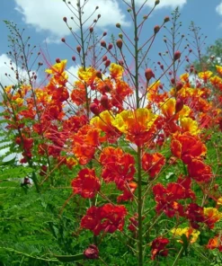Bird of Paradise Live Plant - Red Flower Starter, 4-8 Inch Tall, 4 Inch Pot - Image 3