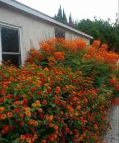 Bird of Paradise Live Plant - Red Flower Starter, 4-8 Inch Tall, 4 Inch Pot - Image 4