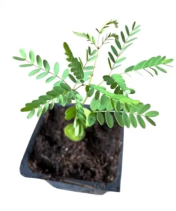 Bird of Paradise Live Plant - Red Flower Starter, 4-8 Inch Tall, 4 Inch Pot - Image 6