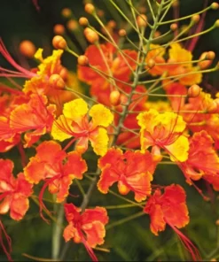 Bird of Paradise Live Plant - Red Flower Starter, 4-8 Inch Tall, 4 Inch Pot - Image 1