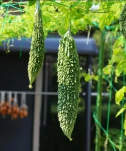 Bittermelon Live Plant - Bitter Gourd Starter for Planting, 3-5 Inch Tall Vegetable - Image 3