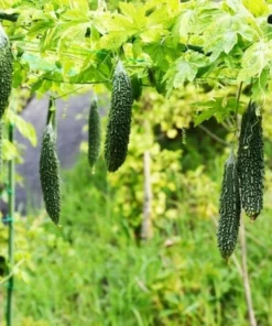 Bittermelon Live Plant - Bitter Gourd Starter for Planting, 3-5 Inch Tall Vegetable - Image 5