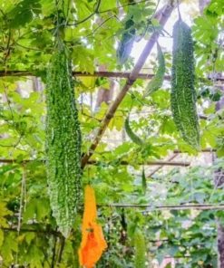 Bittermelon Live Plant - Bitter Gourd Starter for Planting, 3-5 Inch Tall Vegetable - Image 6