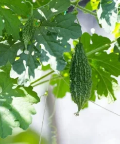 Bittermelon Live Plant - Bitter Gourd Starter for Planting, 3-5 Inch Tall Vegetable - Image 8