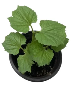 Bittermelon Live Plant - Bitter Gourd Starter for Planting, 3-5 Inch Tall Vegetable - Image 9