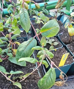 Black Fuchsia Live Plant - 5