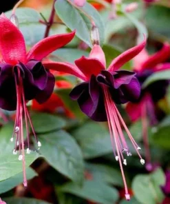 Black Fuchsia Live Plant - 5