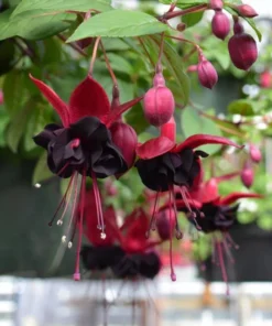Black Fuchsia Live Plant - 5