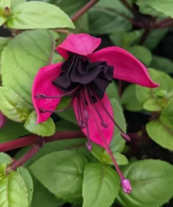 Black Fuchsia Live Plant - 5