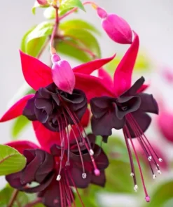 Black Fuchsia Live Plant - 5