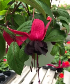 Black Fuchsia Live Plant - 5