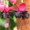 Black Fuchsia Live Plant - 5" Pot, Red & Purple Blooms, 10-14" Tall Shrub - Image 1