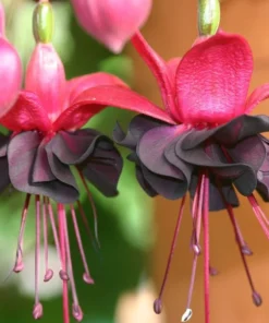 Black Fuchsia Live Plant - 5