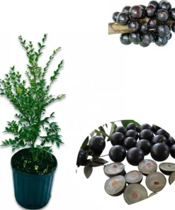Black Jaboticaba Tree Live Plant 1-2 Ft Tall in 3 Gallon Pot Outdoor Tropical Fruit - Image 3