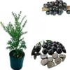 Black Jaboticaba Tree Live Plant 1-2 Ft Tall in 3 Gallon Pot Outdoor Tropical Fruit - Image 1