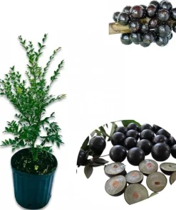 Black Jaboticaba Tree Live Plant 1-2 ft Tall, Tropical Fruit Tree, 3 Gallon Pot - Image 2