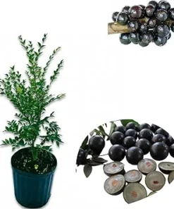 Black Jaboticaba Tree Live Plant 1-2 ft Tall, Tropical Fruit Tree, 3 Gallon Pot - Image 1