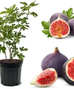 Black Mission Fig Tree Live Plant - Tropical Fruit Tree, 2 Feet Tall, 3 Gallon Pot - Image 5