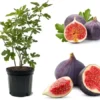 Black Mission Fig Tree Live Plant - Tropical Fruit Tree, 2 Feet Tall, 3 Gallon Pot - Image 1