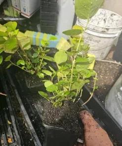 Black Salal Berry Live Plants - Set of 3, 4-8 Inch Tall, 4-Inch Pots, Evergreen Edible Shrub - Image 2