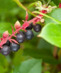 Black Salal Berry Live Plants - Set of 3, 4-8 Inch Tall, 4-Inch Pots, Evergreen Edible Shrub - Image 3