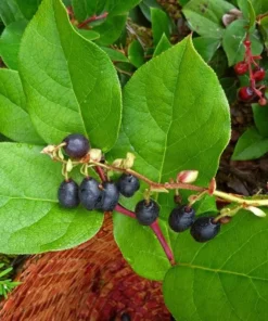 Black Salal Berry Live Plants - Set of 3, 4-8 Inch Tall, 4-Inch Pots, Evergreen Edible Shrub - Image 4