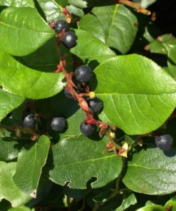 Black Salal Berry Live Plants - Set of 3, 4-8 Inch Tall, 4-Inch Pots, Evergreen Edible Shrub - Image 5