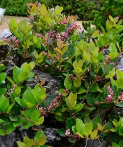 Black Salal Berry Live Plants - Set of 3, 4-8 Inch Tall, 4-Inch Pots, Evergreen Edible Shrub - Image 6