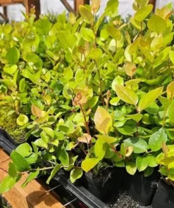 Black Salal Berry Live Plants - Set of 3, 4-8 Inch Tall, 4-Inch Pots, Evergreen Edible Shrub - Image 7