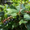 Black Salal Berry Live Plants - Set of 3, 4-8 Inch Tall, 4-Inch Pots, Evergreen Edible Shrub - Image 1