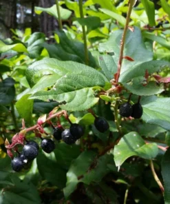 Black Salal Berry Live Plants - Set of 3, 4-8 Inch Tall, 4-Inch Pots, Evergreen Edible Shrub - Image 1