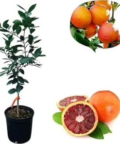Blood Orange Tree Live Plant – 2-3 Ft Tall in 3 Gallon Pot – Outdoor Citrus Fruit Tree - Image 2