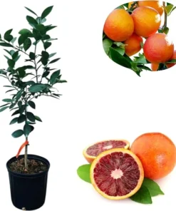 Blood Orange Tree Live Plant – 2-3 Ft Tall in 3 Gallon Pot – Outdoor Citrus Fruit Tree - Image 1