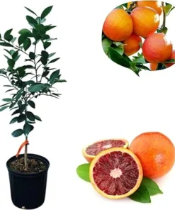 Blood Orange Tree Live Plant – 2-3 Ft Tall in 3 Gallon Pot – Outdoor Citrus Fruit Tree - Image 3
