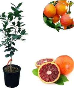 Blood Orange Tree Live Plant – 2-3 Ft Tall in 3 Gallon Pot – Outdoor Citrus Fruit Tree - Image 5