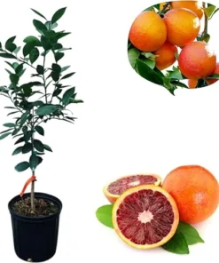 Blood Orange Tree Live Plant – 2-3 Ft Tall in 3 Gallon Pot – Outdoor Citrus Fruit Tree - Image 7