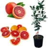 Blood Orange Tree Live Plant, 2 Feet Tall, 2 Gallon Pot, Outdoor Citrus - Image 1