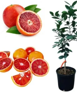 Blood Orange Tree Live Plant, 2 Feet Tall, 2 Gallon Pot, Outdoor Citrus - Image 3