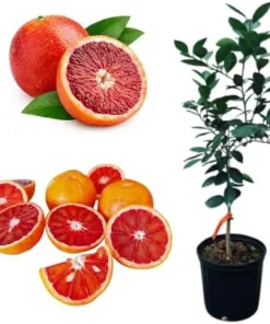 Blood Orange Tree Live Plant, 2 Feet Tall, 2 Gallon Pot, Outdoor Citrus - Image 5