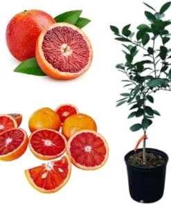 Blood Orange Tree Live Plant, 2 Feet Tall, 2 Gallon Pot, Outdoor Citrus - Image 7