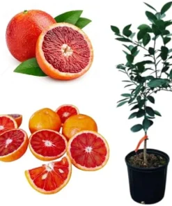 Blood Orange Tree Live Plant – 2 Gallon Pot, 2 Feet Tall, Outdoor Citrus - Image 2