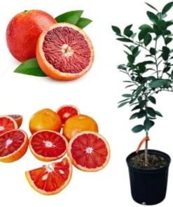 Blood Orange Tree Live Plant – 2 Gallon Pot, 2 Feet Tall, Outdoor Citrus - Image 4