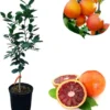 Blood Orange Tree Live Plant for Planting, Red Orange Citrus Fruit Tree Plant 2 to 3 Feet Tall in 3 Gallon Pot, Live Sweet Fruit Tree Outdoor, Can't Ship CA - Image 1